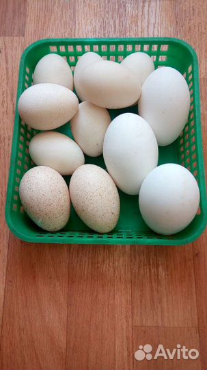 Яйцо для инкубации