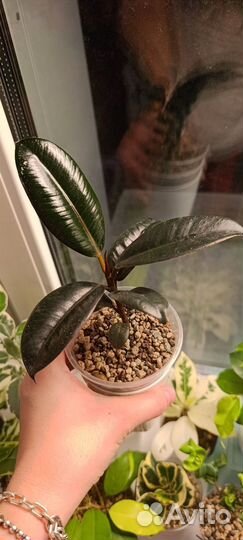 Фикус Эластика Бургунди