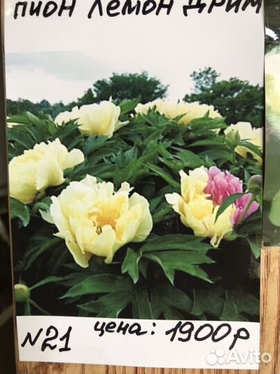 Корни пионов