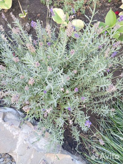 Юкка и много других декоративных растений