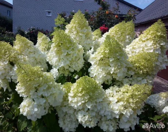 Гортензия Полярный медведь. 1 литр