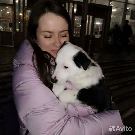 Выгульщик собак