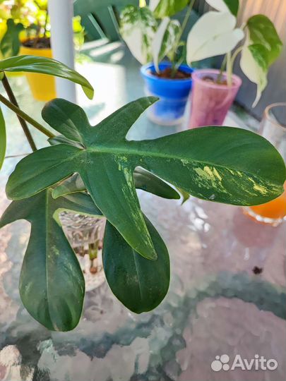 Филодендрон магическая маска вариегатная