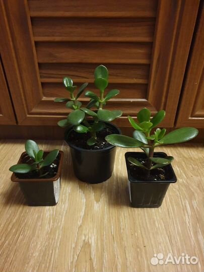 Толстянка (денежное дерево)