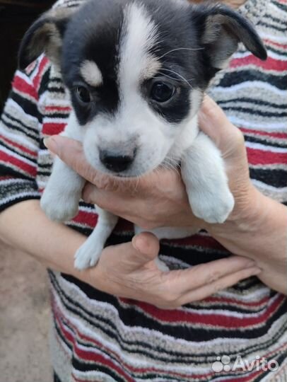 Щенок в добрые руки маленькой собаки