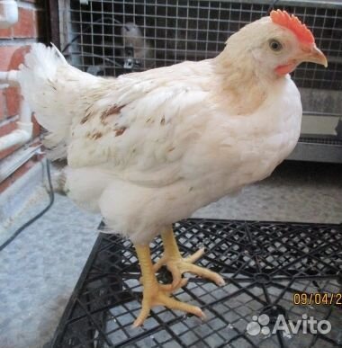 Молодые петушки