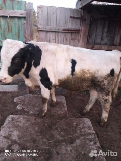Продам быка