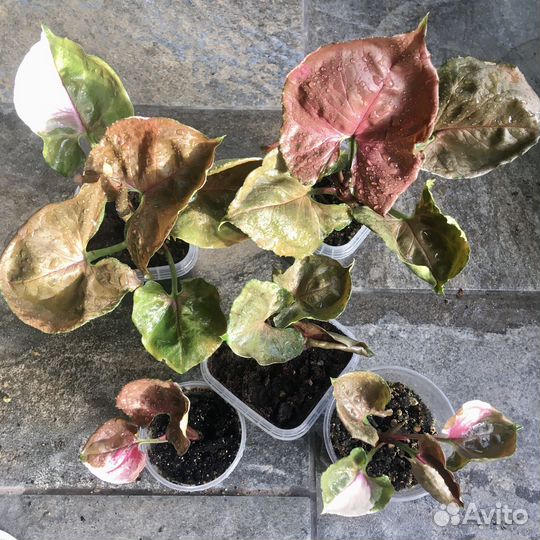 Комнатные растения цветы