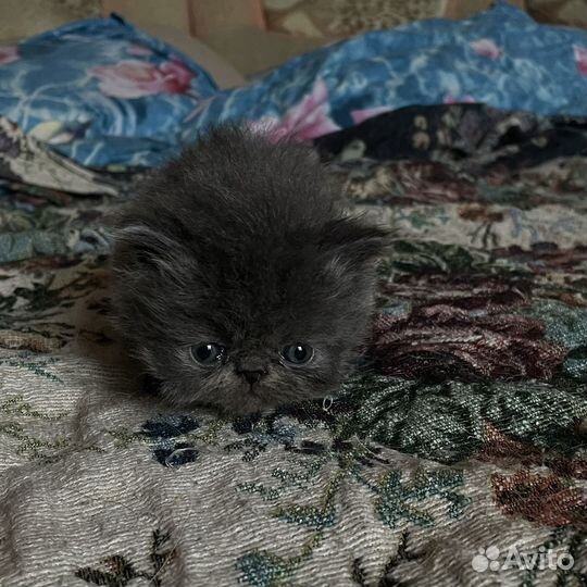 Персидские котятки