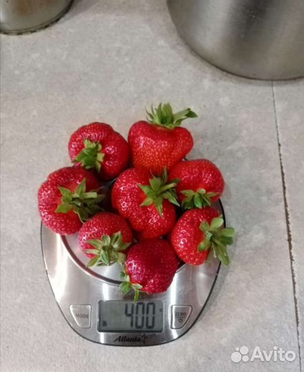 Рассада клубники