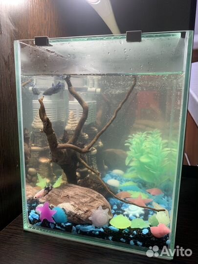 Аквариум с рыбками