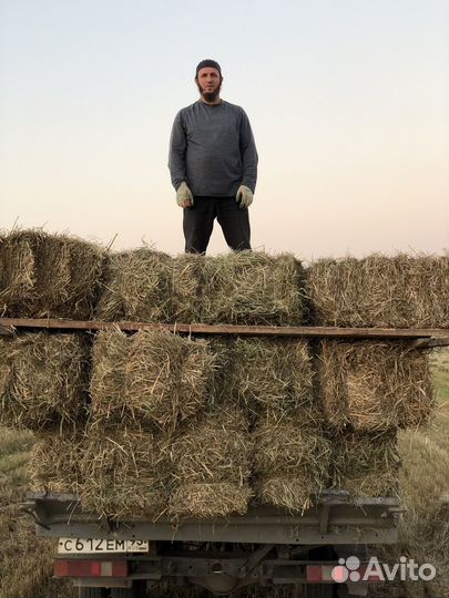 Сено разнотравье с доставкой