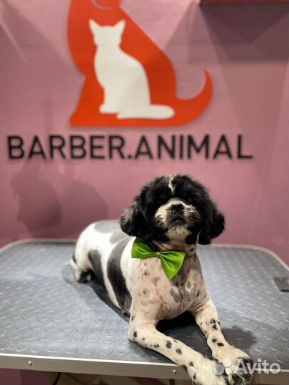 Ши-тцу щенки