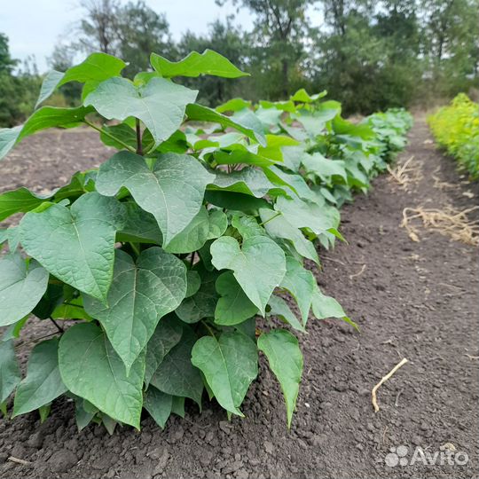 Саженцы черемухи,барбариса,клена