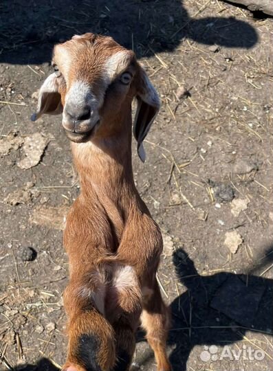Нубийские козы козлята