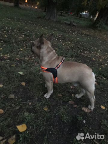 Шлейка для собак