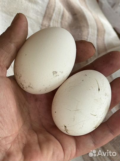 Яйцо домашние, козье молоко, творог