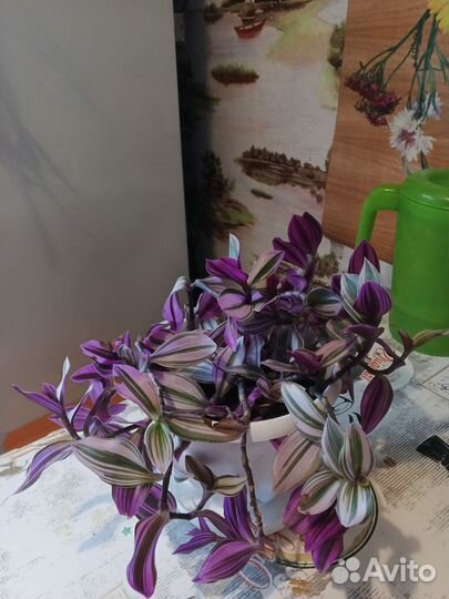 Традисканция