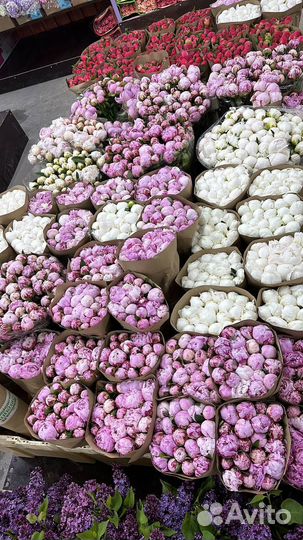 Пионы букеты цветы