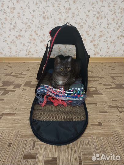 Потерялась кошка