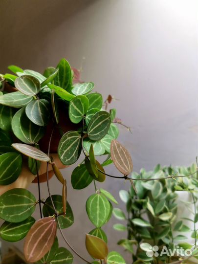 Дисхидия Овата и Дисхидия Иоанта