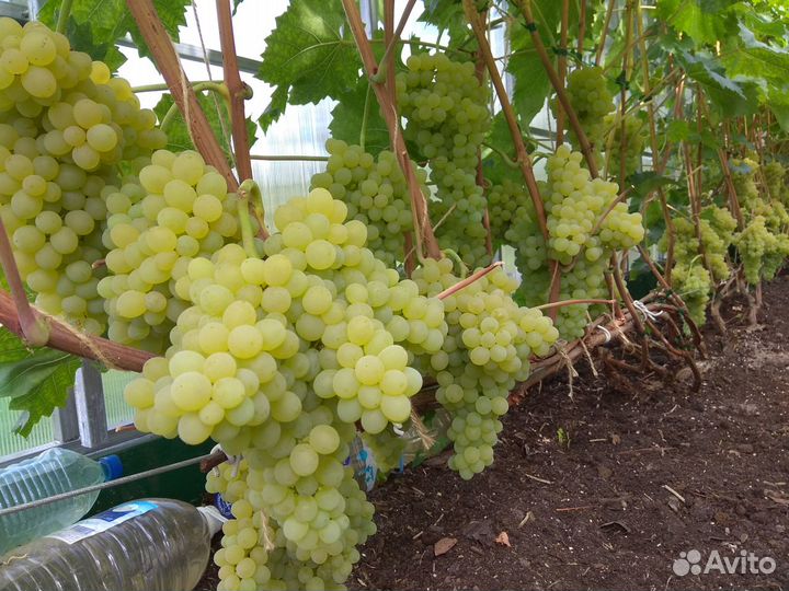 Виноград саженцы