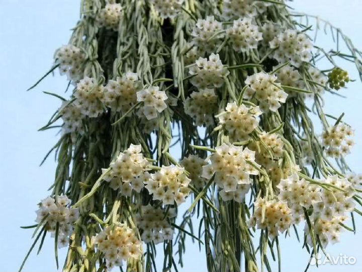 Хойя Линеарис