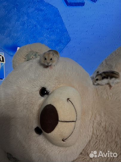 Джунгарские хомячки