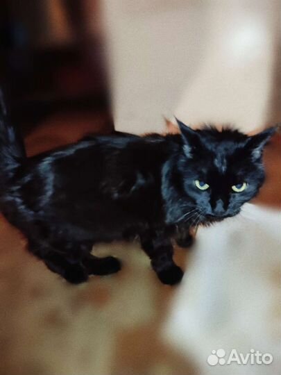 Кот Фишер. Мейн Кун