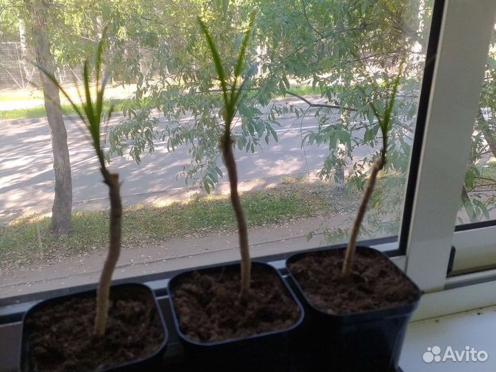 Пальма драцена