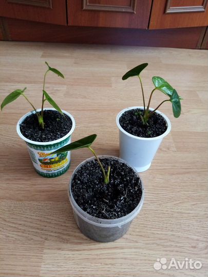 Продам цветы комнатные