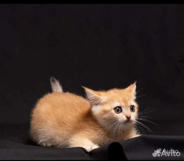 Котята Золотая шиншилла ny 12