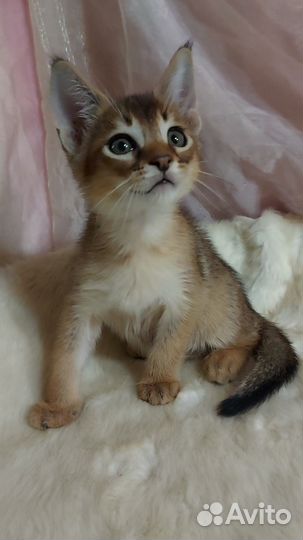 Каракет девочка