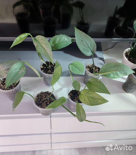 Комнатные растения