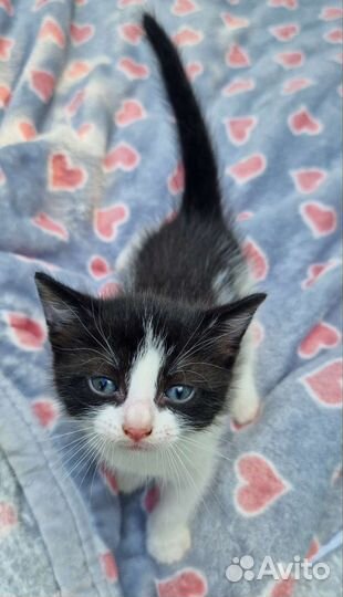 Малышка Куки ищет дом котенок в дар