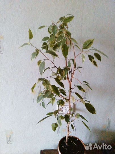 Фикус Бенджамина пестролистный