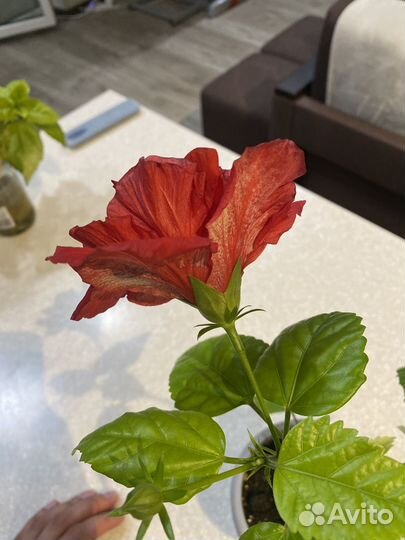 Гибискус китайская роза
