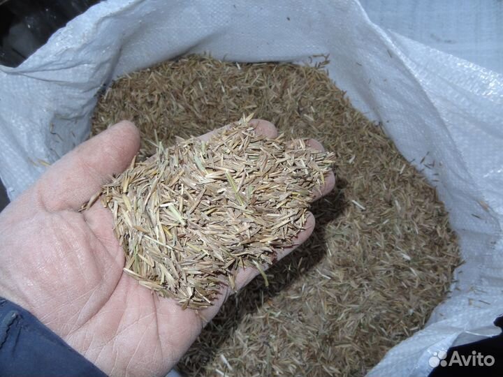 Семена костер кострец безостный