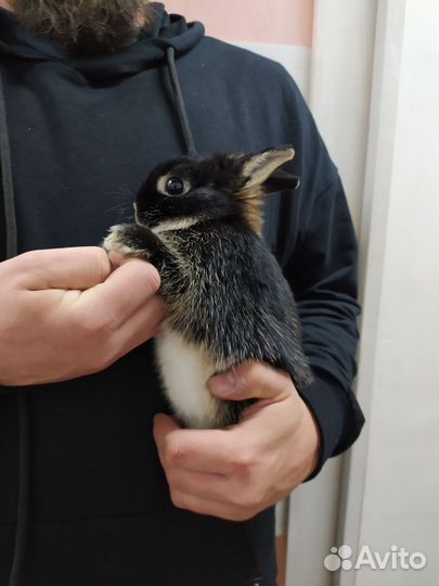 Мини кролик вязка