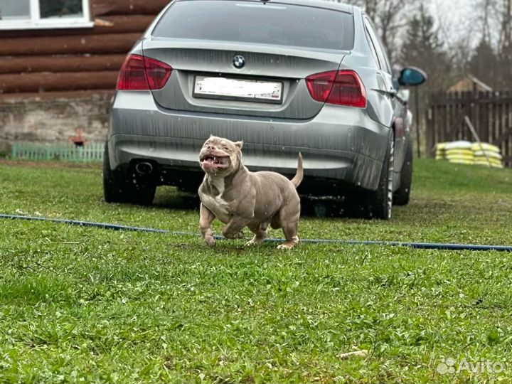 Американский булли покет вязка