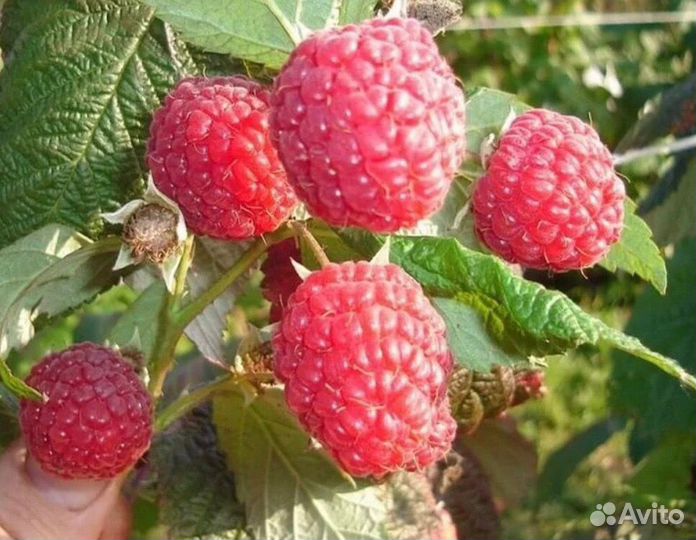 Саженцы малина, крыжовник, жимолость, Гуми,смород