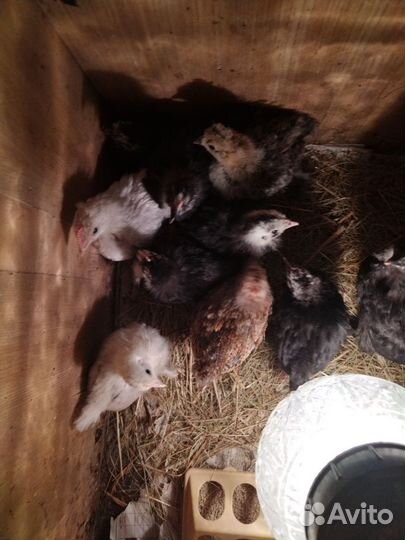 Цыплята карликовый кохинхин