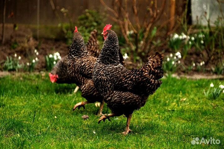 Инкубационное яйцо. Гриз Бар