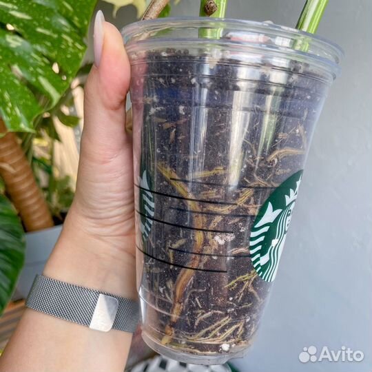 Монстера альба