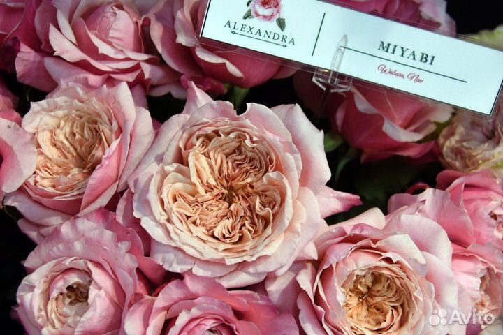 5 саженцев японских роз