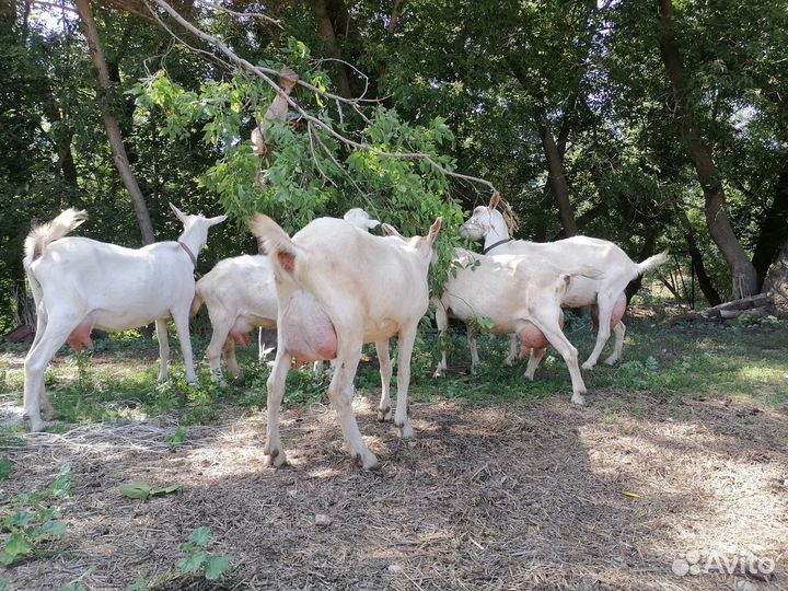 Дойные козы молочных линий зааненской породы