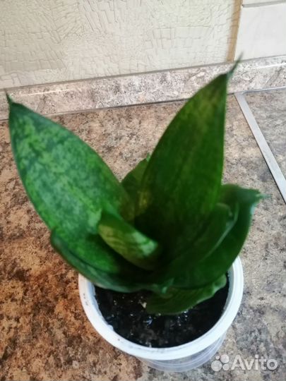 Сансевиерия ханни