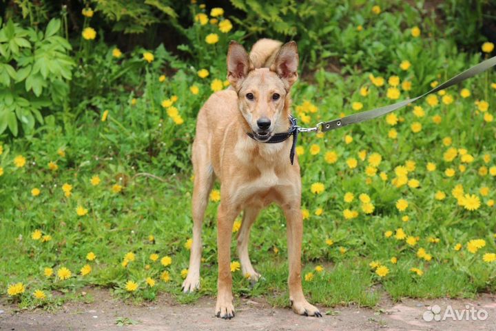 Щенок, 7 месяцев