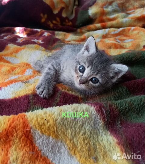 Отдам бесплатно животные