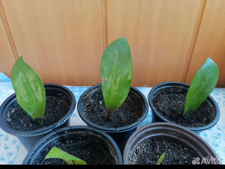 Замиокулькас